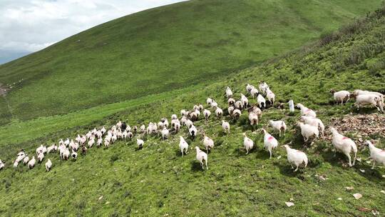 青海高原羊群奔跑