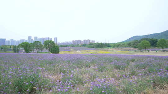 武汉洪山区光谷花海