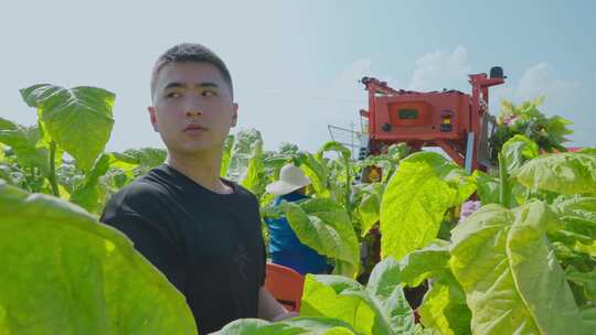 农业种植丰收季烟叶采收大学生农业实习丈量