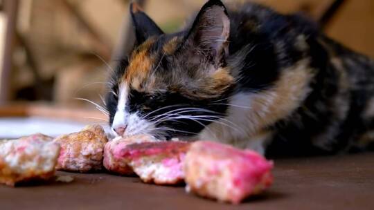 饥饿的猫近距离吃东西