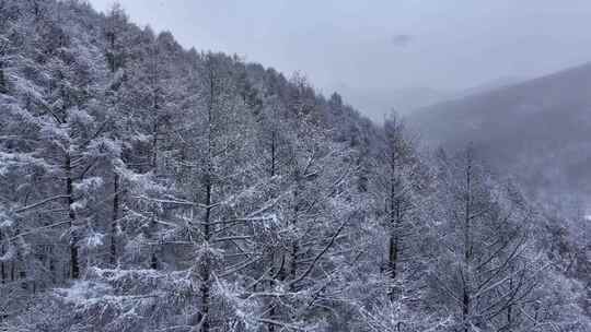 航拍东北下暴雪林海雪原威虎山