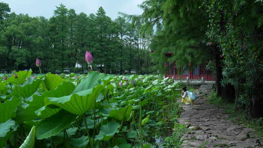 武汉东湖磨山景区盆景园