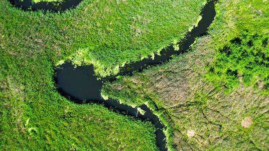 波兰上空夏季景色中的小河和绿色沼泽