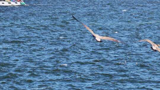 慢动作海鸥翱翔蓝色海面碧海蓝天海鸥飞翔