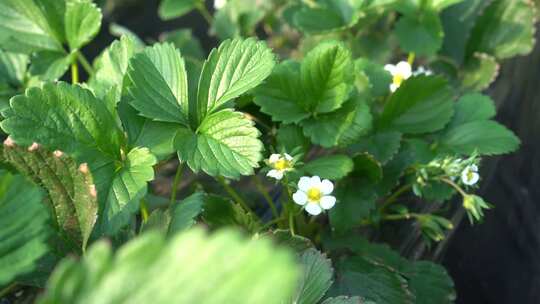 草莓 成长中的草莓 未结果草莓 大棚草莓