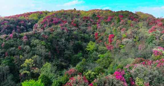 贵州毕节百里杜鹃景区航拍