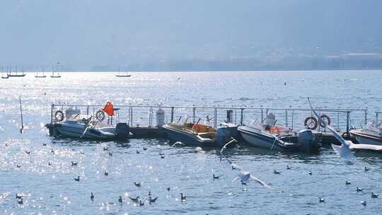 云南昆明滇池洱海海鸥