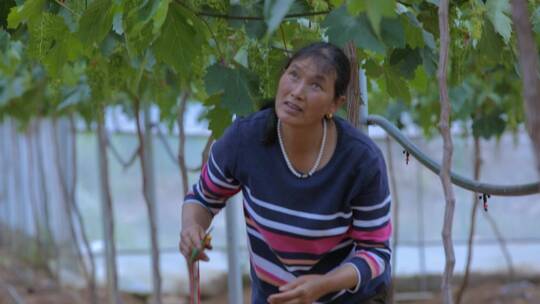 葡萄园大棚女农户修剪枝叶视频素材模板下载