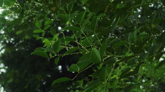 下雨中绿叶水滴水珠春雨视频素材模板下载