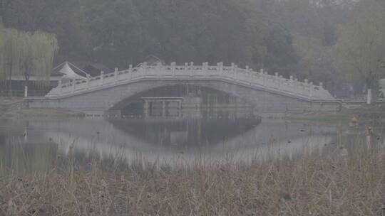 2019年冬天的武汉东湖荷塘LOG