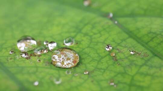 荷叶水滴 露水特写晶莹剔透