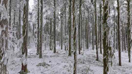 无人机穿梭在雪后的鹿儿坪森林中航拍