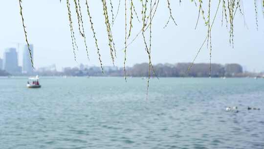 春天南京玄武湖边柳树柳枝和柳芽在风中摇摆
