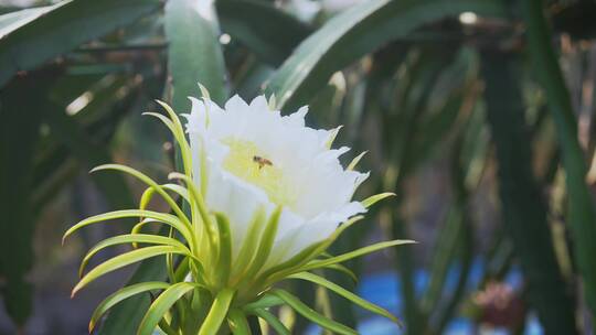 蜜蜂在白色火龙果花采蜜