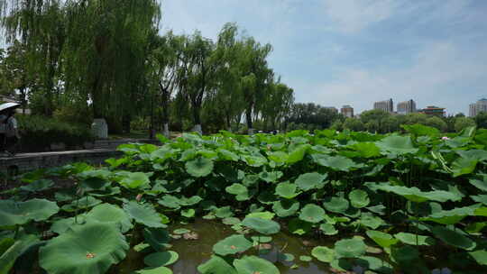 济南大明湖风景名胜区夏季风光