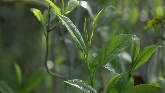 清晨茶树上的嫩茶叶