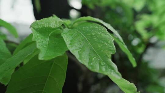 夏日池塘水光叶片水滴阳光