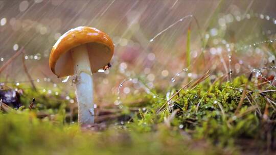 新鲜野生蘑菇菌菇雨后生长生机勃勃