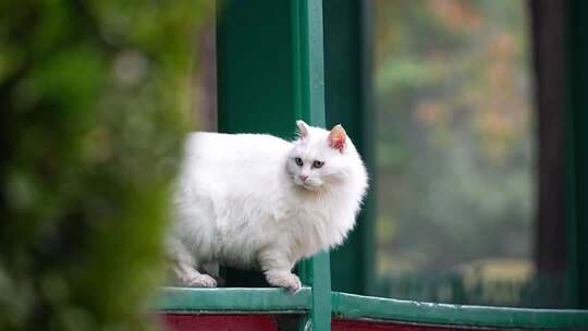 公园里的可爱猫咪