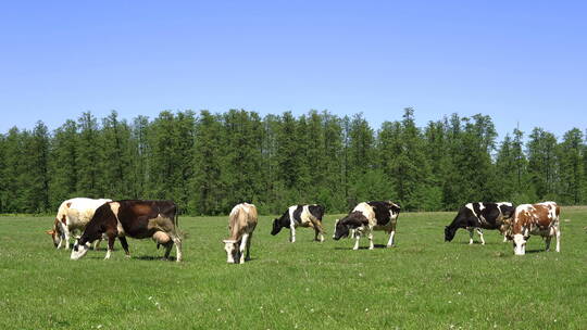 奶牛在牧场安详的吃草视频素材模板下载