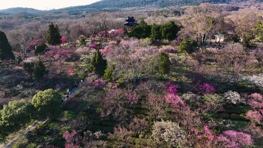 航拍南京明孝陵梅花山漫山遍野梅花盛开