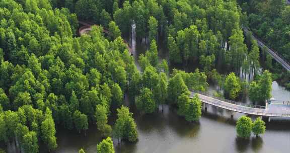 杭州临安青山湖水上森林水杉林