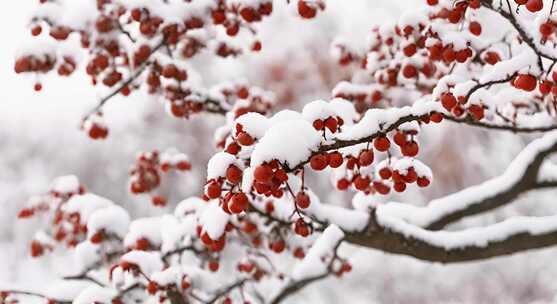 枝头覆雪的红色果实