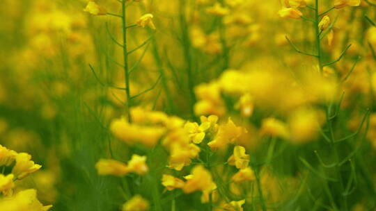 蜜蜂在油菜花中采蜜