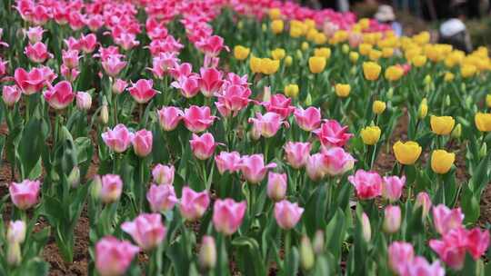 春天郁金香花丛盛开画面特写