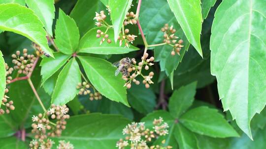 蜜蜂在采蜜飞行爬行