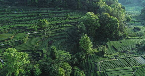 雅安绿茶基地航拍美丽乡村新农村