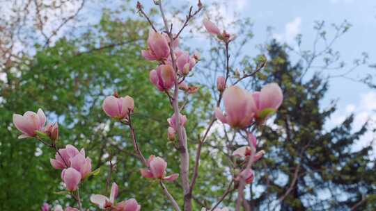 木兰花，树，花，春天