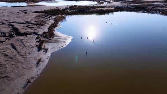 航拍黄河入海口湿地候鸟白鹭