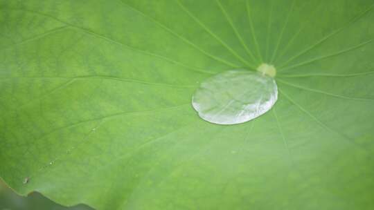 夏季雨天荷叶荷花水珠滴落慢镜头4K