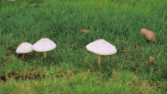 绿色草地上的白色蘑菇特写