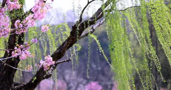 （慢镜）春风吹动樱花垂柳桃红柳绿