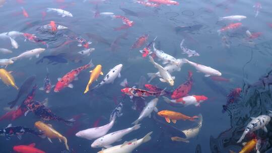 实拍济南曲水亭街百花洲景区锦鲤鱼群游动