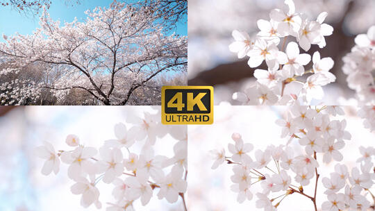 白色樱花东京樱花4K视频素材模板下载