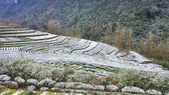 湖北恩施清江边峡谷下茶园春雪美不胜收