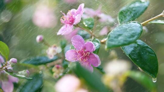 雨中山林里的野花桃金娘，雨水水滴视频素材
