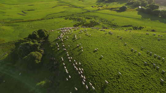 壮观羊群跑过青草地，航拍羊群