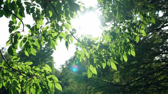 阳光透过绿油油树叶
