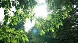 阳光透过绿油油树叶高清在线视频素材下载