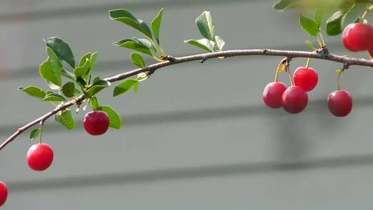 树上的红果子
