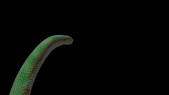三维特效蟒蛇珊瑚蛇眼镜蛇合成特效素材 (5)