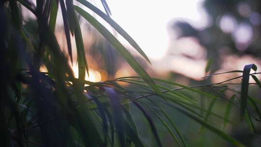 夕阳下树叶的特写视频素材模板下载