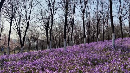 济南卧牛山地质公园二月兰花海，紫色花海
