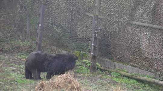野生动物园大黑熊