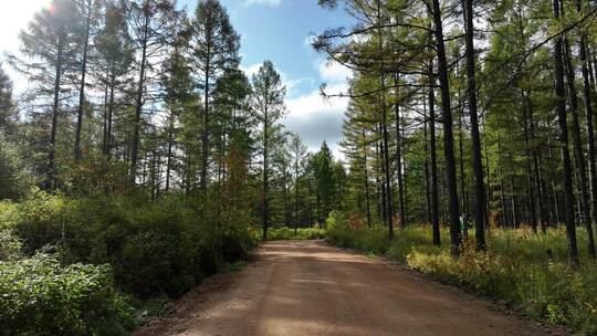 落叶松林天然林松树林森林景观