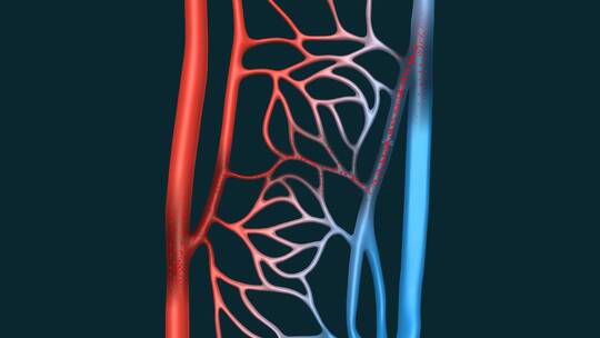 医学血管血液动脉毛细血管血液循环血栓动画